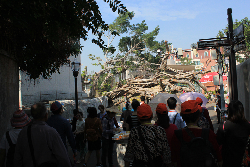 “莫蘭蒂”臺(tái)風(fēng)給廈門的創(chuàng)傷